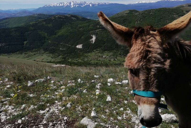 Pasqua a passo d'asino